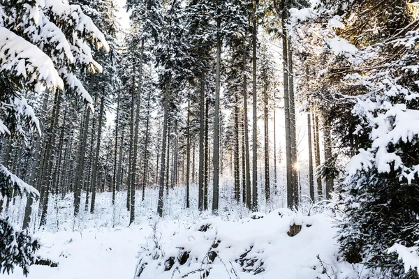 Winter sunrise in mountain forest — Stock Photo, Image