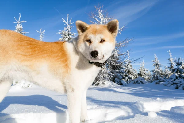 Dog on winter hiking in mountains — Stock Photo, Image