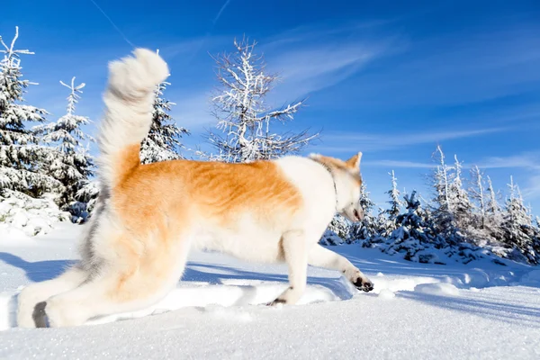 Pes na zimní turistiku v horách — Stock fotografie