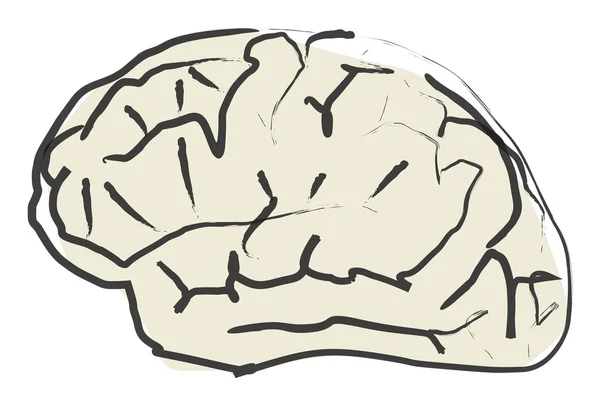 Brain — Stock Photo, Image