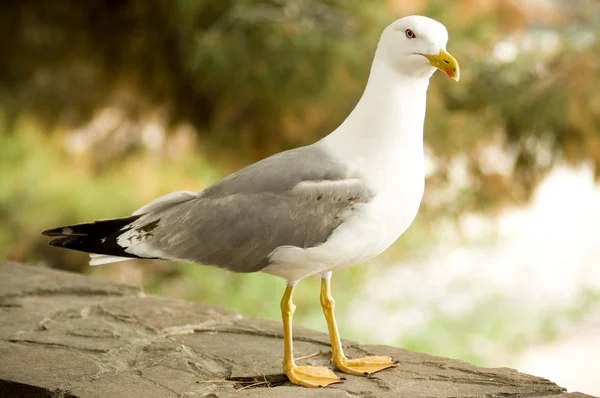 Lesser gray-backed Gull — Stock Photo, Image