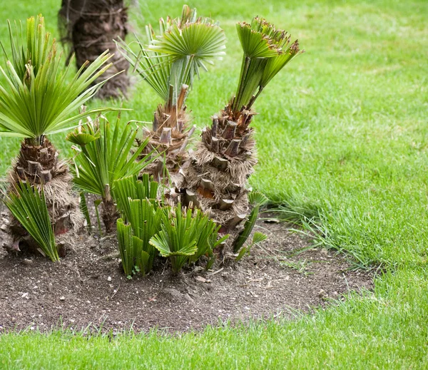 Palmera en el parque — Foto de Stock