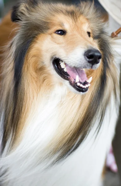 Sheltie TG a bílé — Stock fotografie