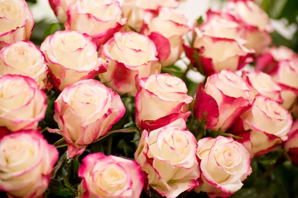 Bouquet di rose — Foto Stock