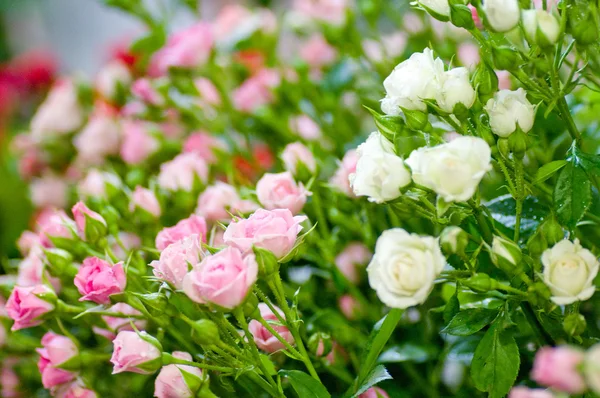 Buquê de rosas — Fotografia de Stock