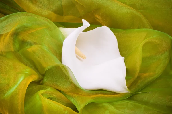 Primo piano di una Zantedeschia — Foto Stock