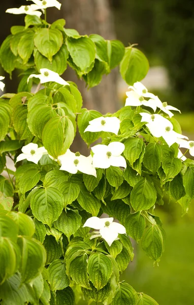 Ветвь с белыми цветами — стоковое фото