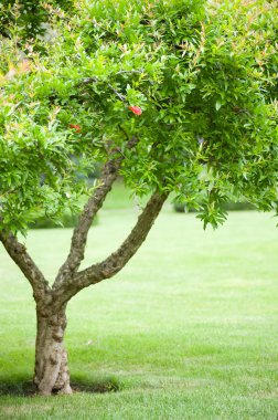 taze yeşil yaprakları ile büyük ağaç bahar Parkı