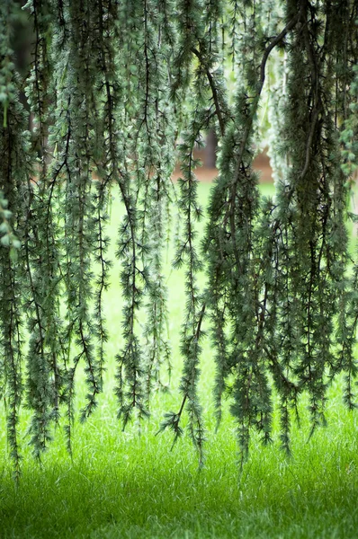 Strom s čerstvé zelené listy — Stock fotografie