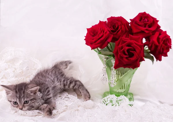 小猫和玫瑰 — 图库照片