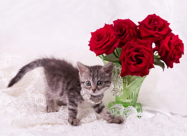 Kitten and roses — Stock Photo, Image