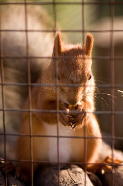 Kızıl sincap kafes içinde