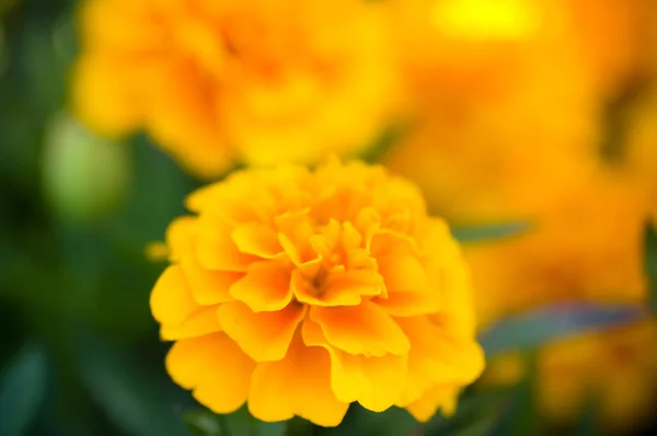 Calêndulas laranja — Fotografia de Stock
