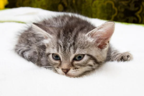 Gatinho cinzento — Fotografia de Stock