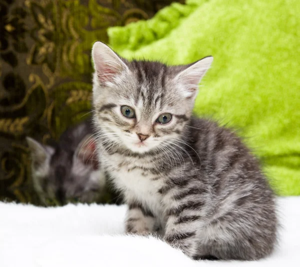 Gatito gris — Foto de Stock