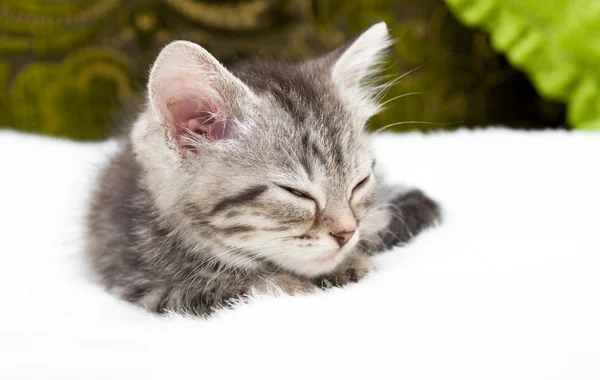 Gray kitten — Stock Photo, Image