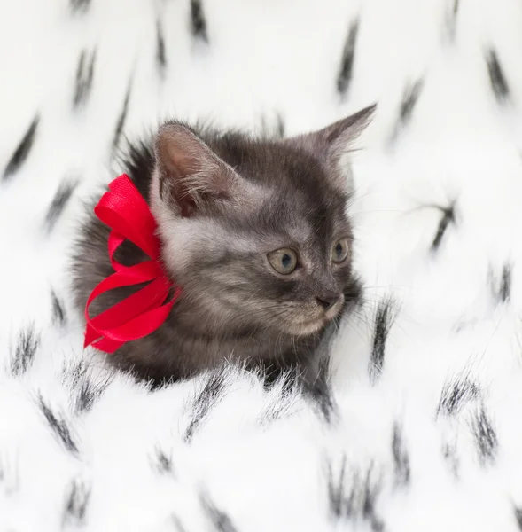 Gatinho cinzento com um arco vermelho — Fotografia de Stock