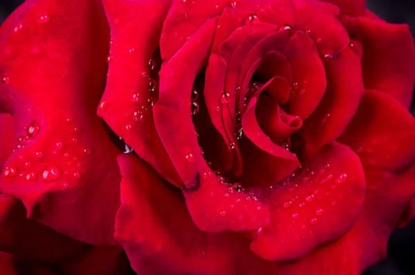 Rote Rose mit Wassertropfen — Stockfoto