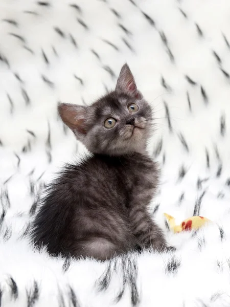 Gattino grigio — Foto Stock