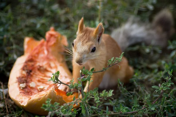 Squirrel eating pumpkin — Stock Photo, Image