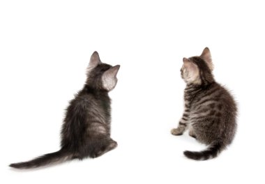 güzel İskoç genç cats