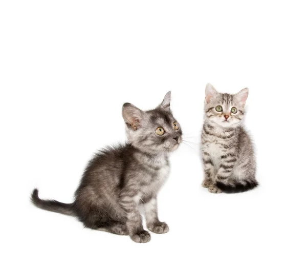Gray kitten — Stock Photo, Image