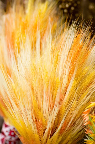 Fondo di grano — Foto Stock