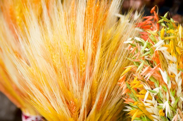 Wheat background — Stock Photo, Image