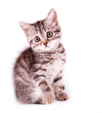 güzel İskoç genç kedi