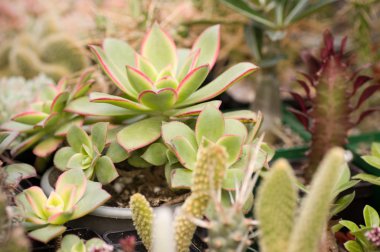Grup farklı succulents tencere