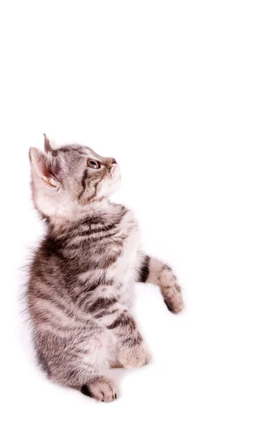 Schöne schottische junge Katze — Stockfoto