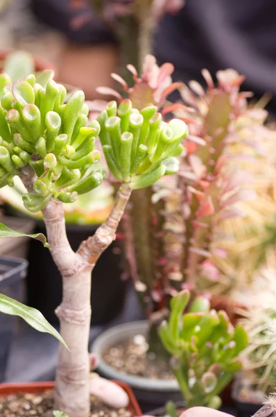 Group of different succulents in pots — Stock Photo, Image