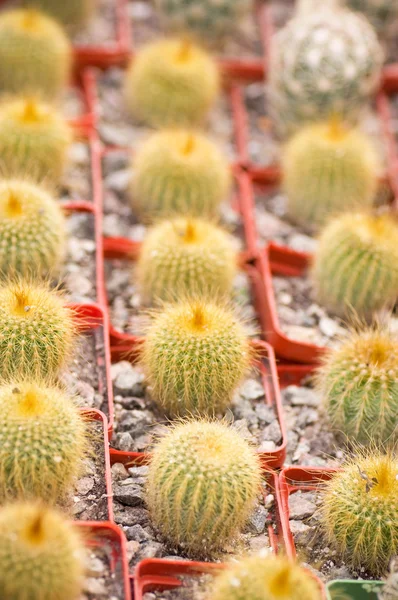 不同肉质植物在花盆里的组 — 图库照片