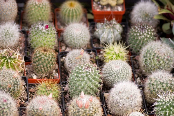 Groep van verschillende succulenten in potten — Stockfoto