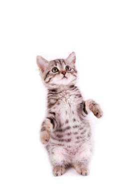 güzel genç İskoç kedi