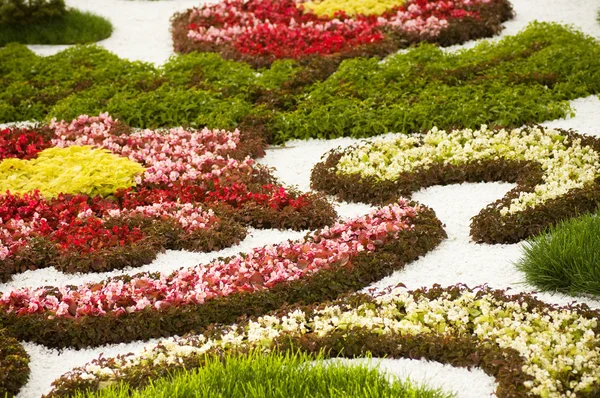 Jardim cor da flor — Fotografia de Stock