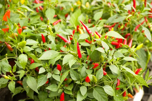 Pequeños chiles rojos picantes —  Fotos de Stock