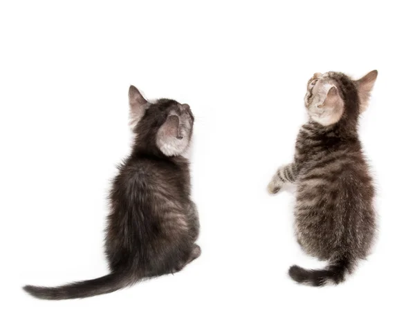 Beautiful Scottish young cats — Stock Photo, Image