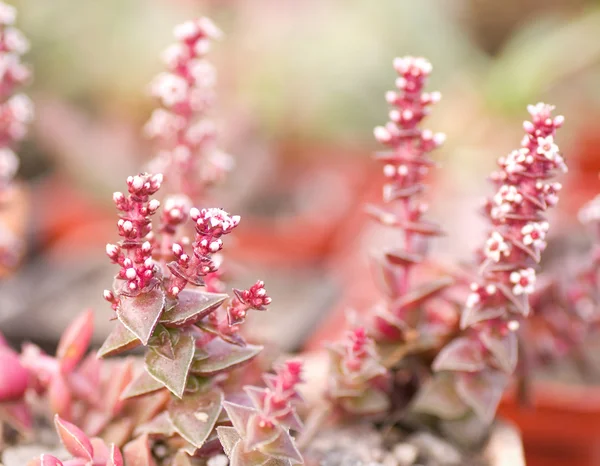 Groep van verschillende succulenten in potten — Stockfoto