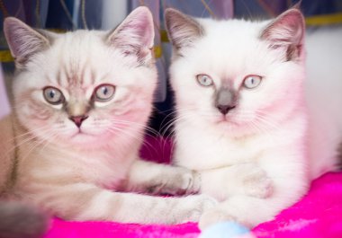 Beyaz iki genç yavru kedi