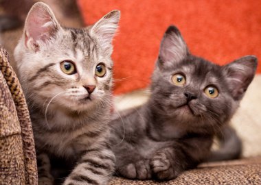 güzel İskoç genç cats