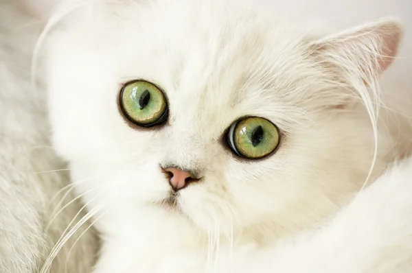 おかしい白い子猫 — ストック写真