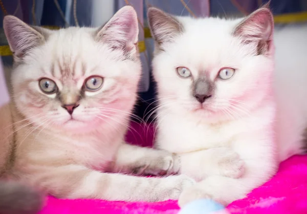 Dos gatito blanco joven — Foto de Stock