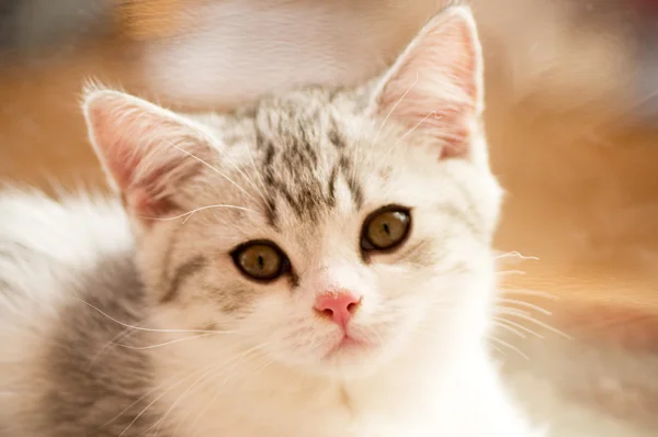 Funny white kitten — Stock Photo, Image