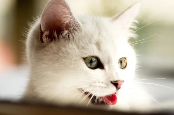 Αστεία άσπρο γατάκι — Φωτογραφία Αρχείου