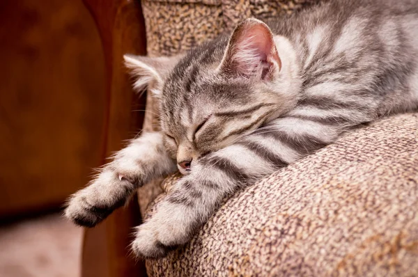 Hermoso gato joven escocés — Foto de Stock