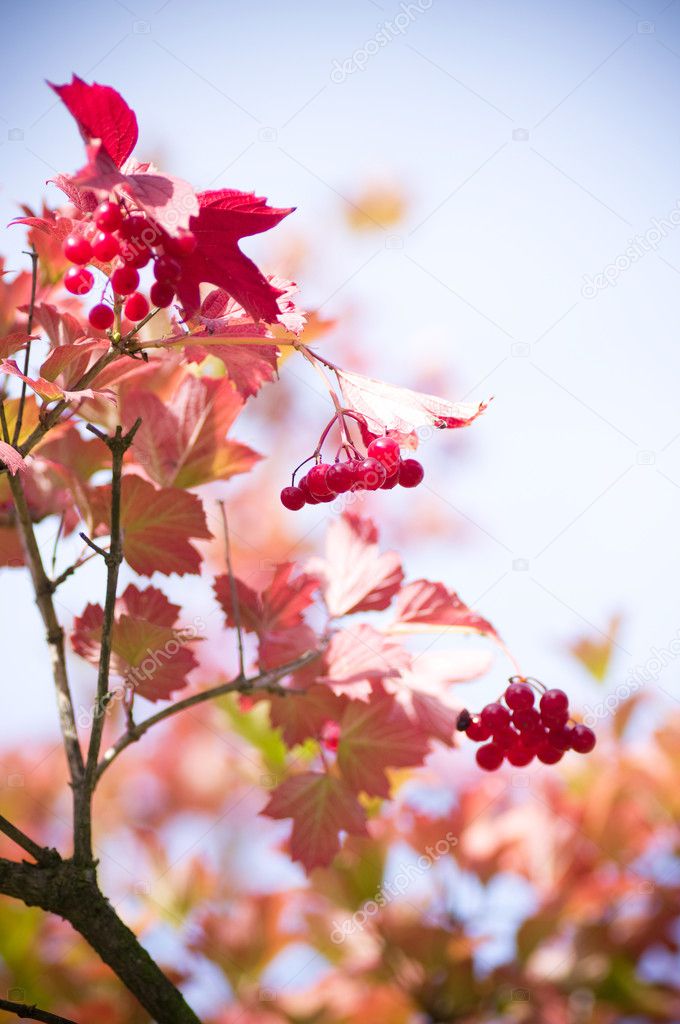 Red berries in autumn Viburnum on blue sky background