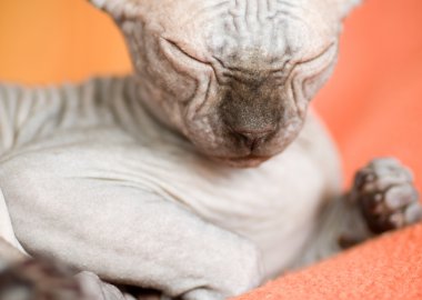 Sphynx kittenSphynx kedi yavrusu