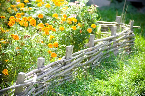 Flowers by the fence — Stock Photo, Image