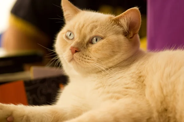 クリーミーな平織りスコットランド ストレート アメショー猫 — ストック写真